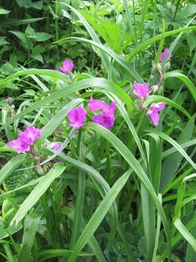 6 Hardy Magneta Spiderwort perennial flowering plant Tradescantia